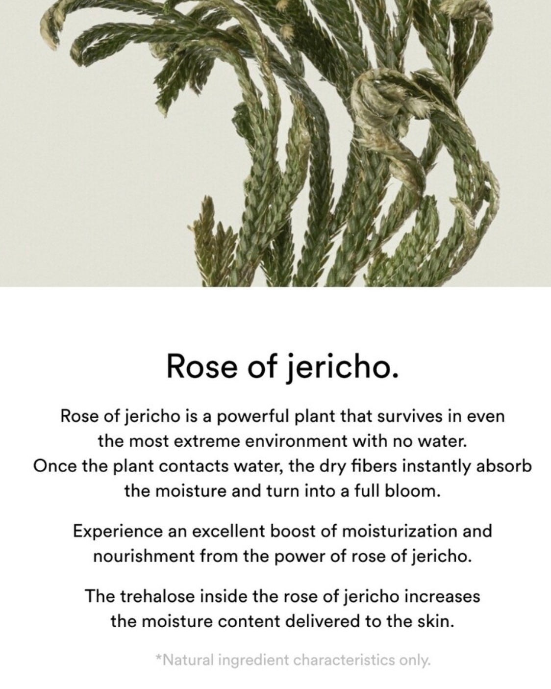 [ Abib ] Collagen Gel Mask Sheet Jericho Rose Jelly 1P